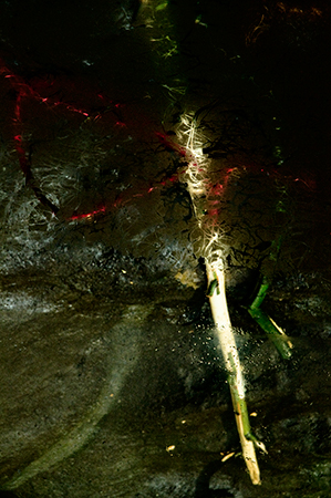 harrison higgs cleaner inkjet print art bluesky gallery the optical 